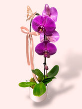 Load image into Gallery viewer, Cascading Orchid Plant - Purple
