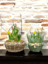 Load image into Gallery viewer, Spring Bulb Planter 8&quot; &amp; 10”
