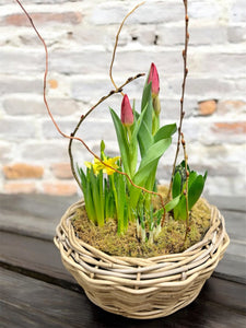 Spring Bulb Planter 8" & 10”