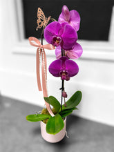 Load image into Gallery viewer, Cascading Orchid Plant - Purple
