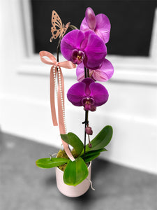 Cascading Orchid Plant - Purple