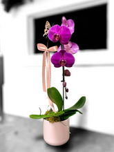 Load image into Gallery viewer, Cascading Orchid Plant - Purple
