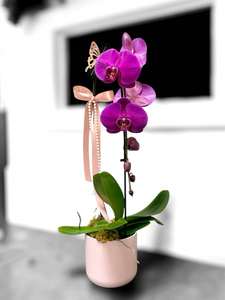 Cascading Orchid Plant - Purple