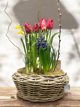 Load image into Gallery viewer, Spring Bulb Planter 8&quot; &amp; 10”
