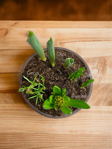 Spring Bulb Planter 8" & 10”